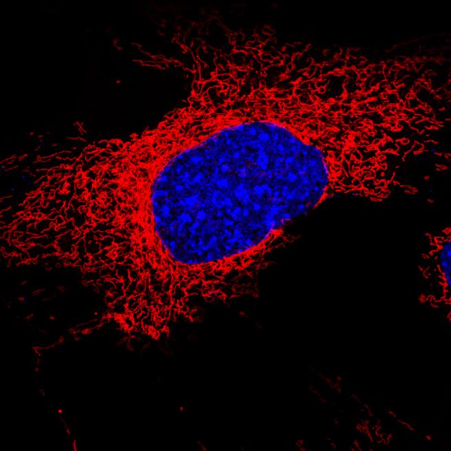 Mitocondrias ( en rojo) observadas con microscopía confocal ante un núcleo celular (en azul) . lavanguardia.com