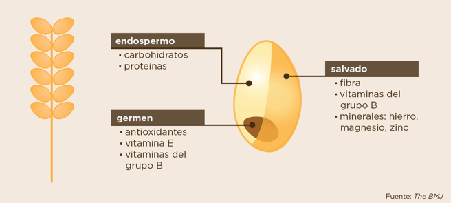 Composición del grano integral (Elsa Velasco, lavanguardia.com)