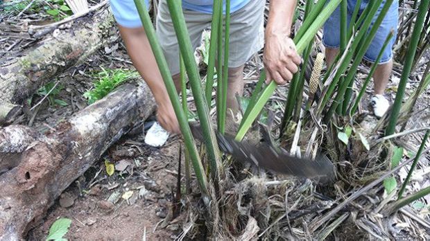 Patricia explica el primer paso es ir al pajal para escoger la paja.